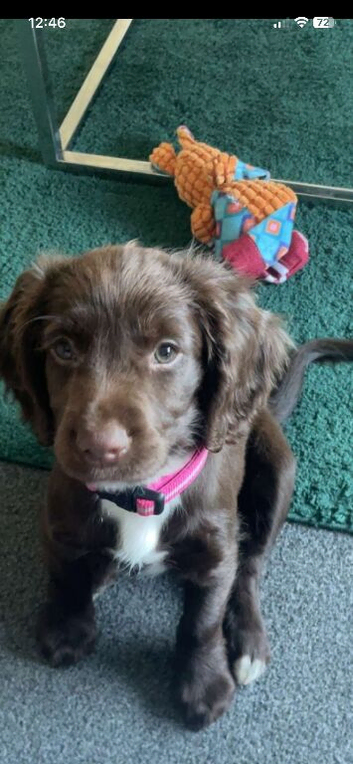Coker spaniel puppy 8month bitch