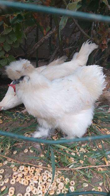 Silkie Hen, lots of character, 12 months old, lays light brown eggs
