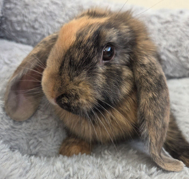Beautiful mini lops boys and girls avalible .