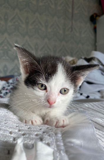 Gorgeous black and white kitten