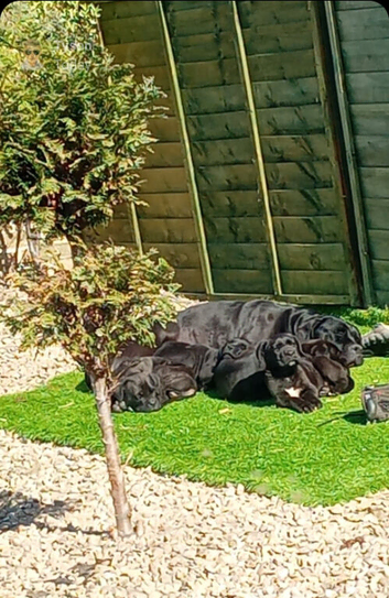 Cane corso puppys