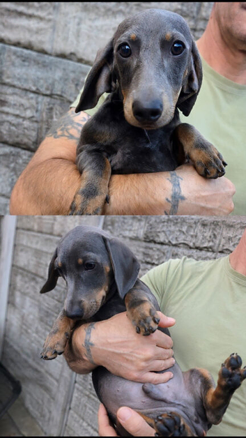 Miniature dachshund