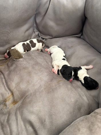 Springer pups for sale