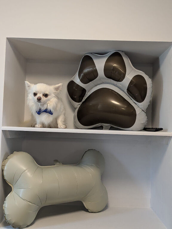 Proven Long Coat Chihuahua Stud Dog