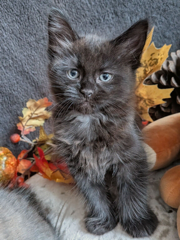 Wedgie kittens ready to good homes
