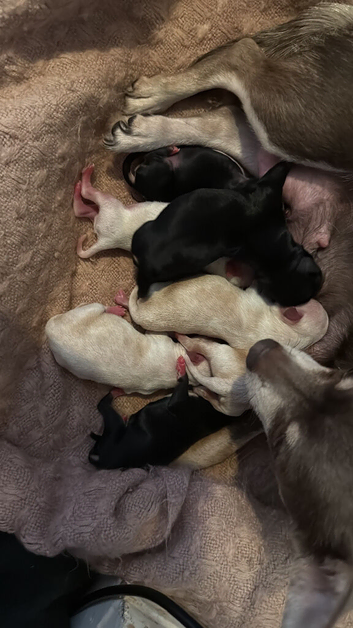 New born puppies 10th June