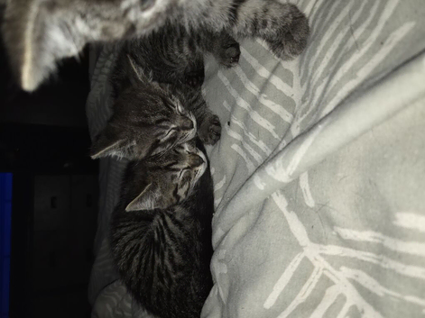 Two tabbys 1 male, 1 female