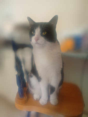 Clawdia beautiful black and white female cat neutered