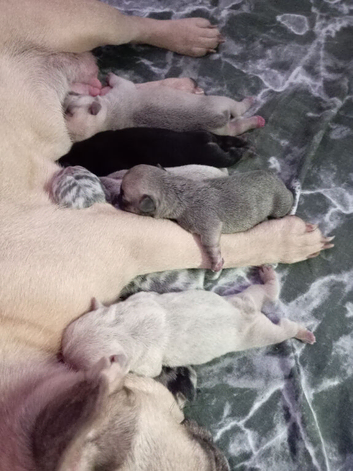 Frenchie Puppies