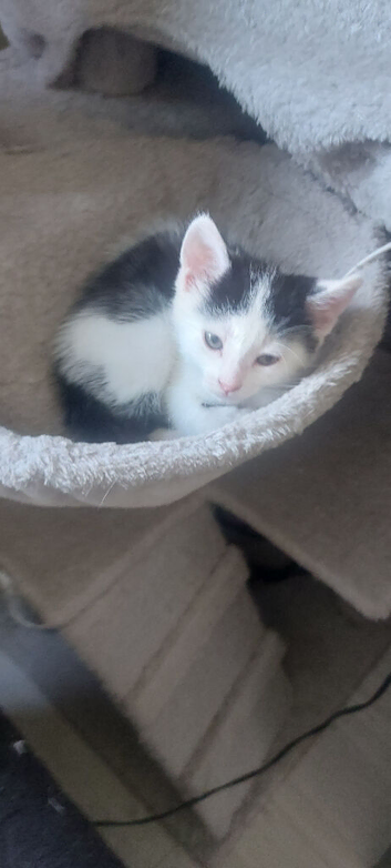 Kittens ready for new home