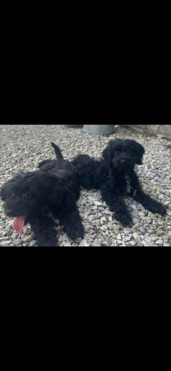 Gorgeous Cockapoo puppies