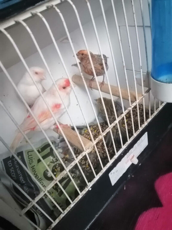 Canary