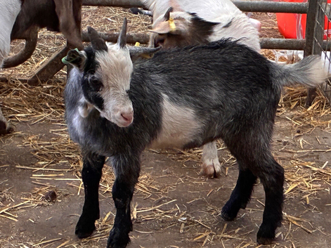Castrated billy kid for sale pgymy goat