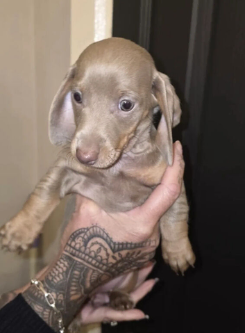 Beautiful Miniature Dachshund Puppies