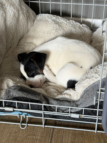 Jack russel puppy
