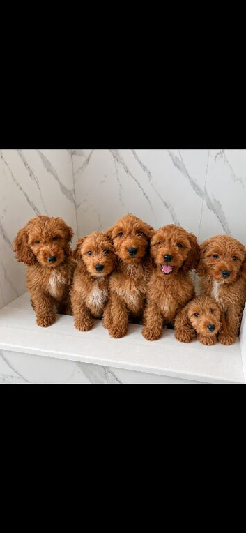 Cockapoo