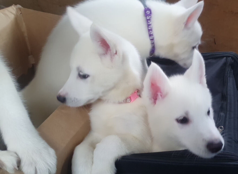 5 Beautiful White Husky Puppies Ready for Their Forever Homes