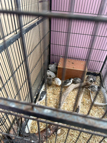Eleven's 7 week old quail