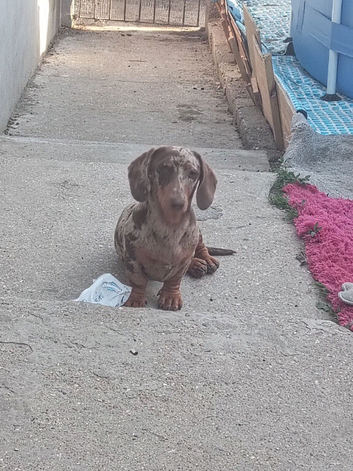 Luna the miniature dachshund