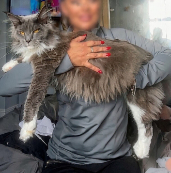Main coone kittens
