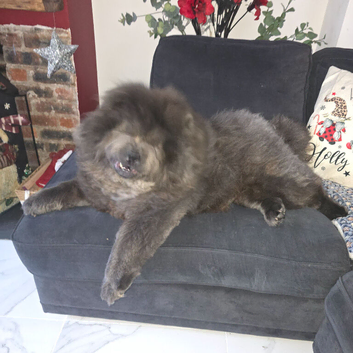 Home cat & dog boarding