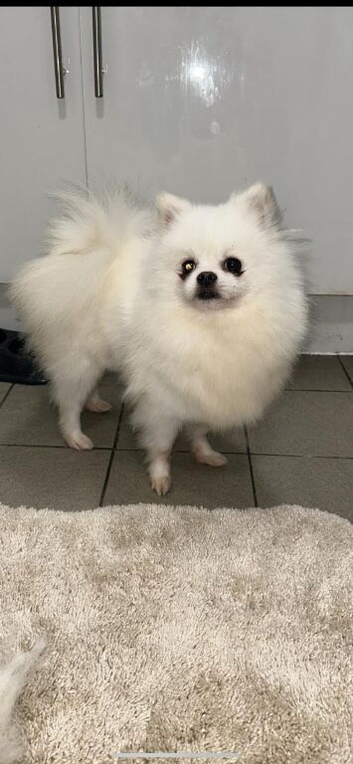 Beautiful kc reg Pom female