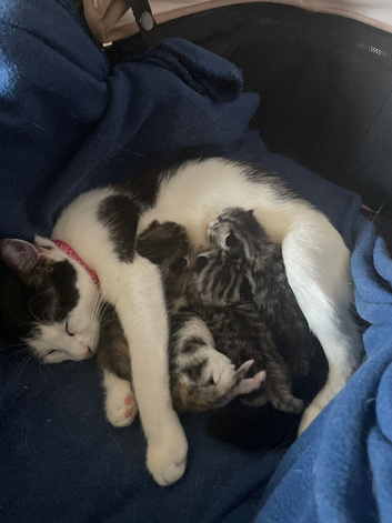 Kittens for sale
