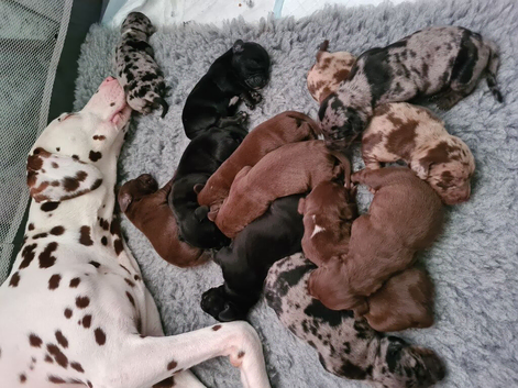 Dalmatian cross Dachshund puppies