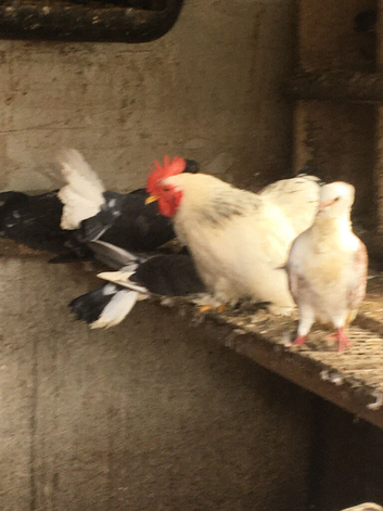 One male ten hens 40 pounds hood templament lives with doves and ducks