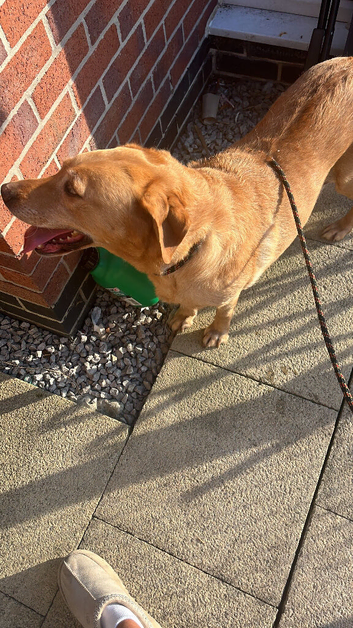 Red fox Labrador