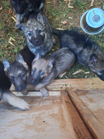 7 beautiful Gsd puppies