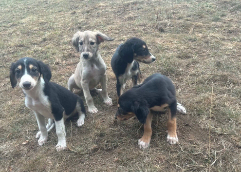 Saluki puppies