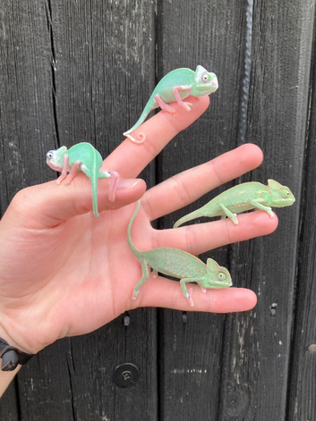 Baby Yemen Chameleons Normals & Pieds