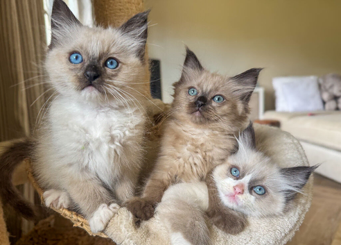 Only 3 left Mink and mink carrying ragdolls