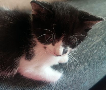 1 beautiful kitten looking for his forever home