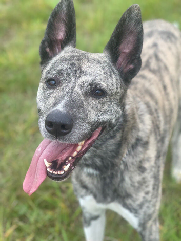 Japanese Akita X greyhound for STUD ONLY