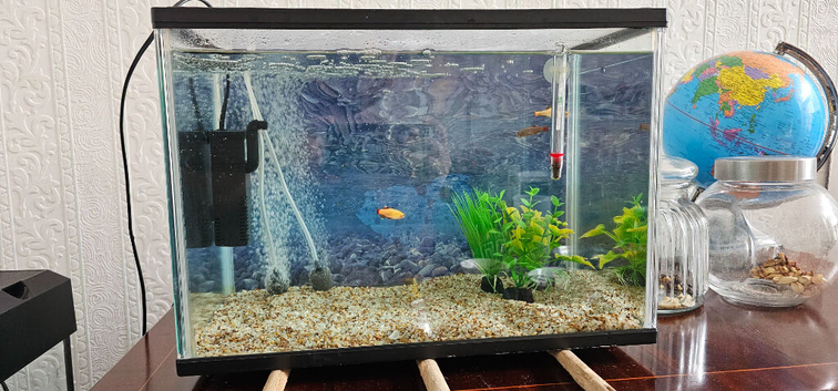 Golden Cloud Minnow with fish tank complete setup.