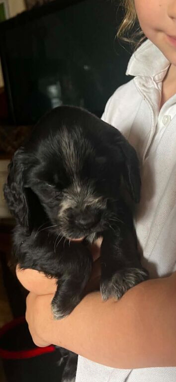 Lovely boy cockerspaniels