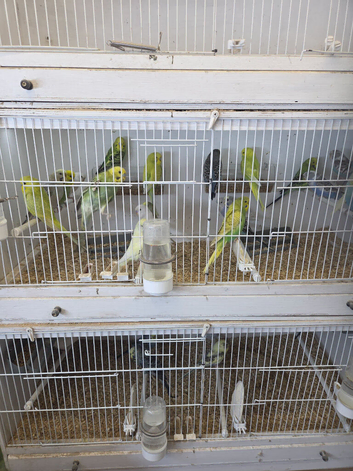 Budgies