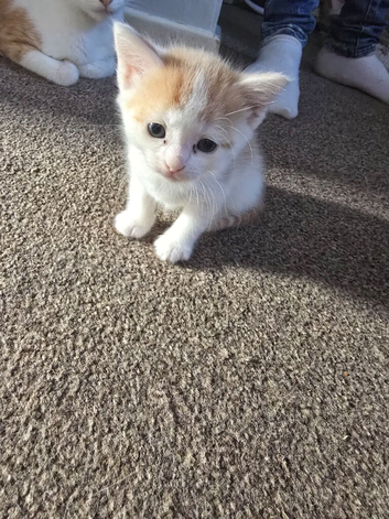 6 beautyfull kittens looking for forever loving home