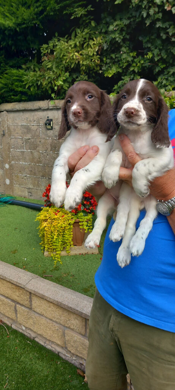 English  Springer Spaniel  puppies