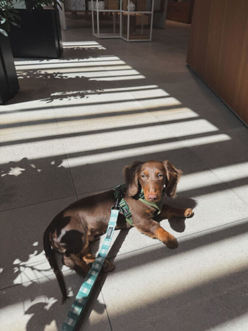 Miniature Dachshund Male