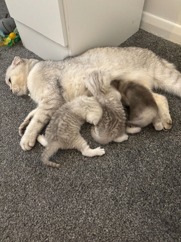 Scottish fold kittens for sale