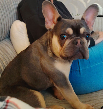 Female french bulldog puppy