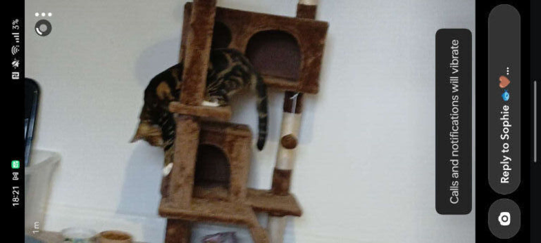 Brown cat tree