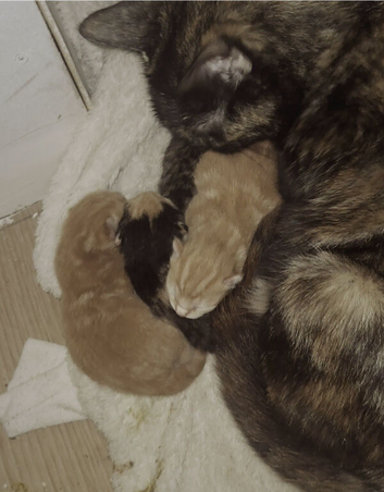 3 kittens avaliable
