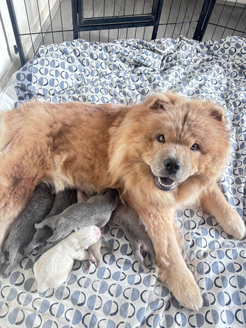 5 beautiful chowchow puppies