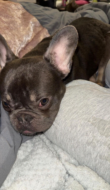 1 year old blue Frenchie