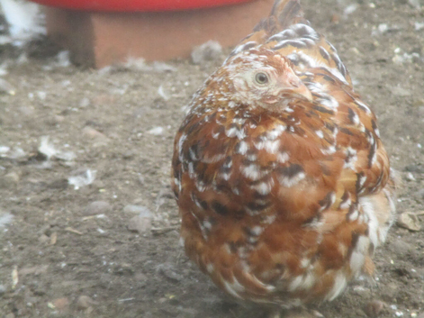 Pair of Pekin Pullets ( Guaranteed Female)