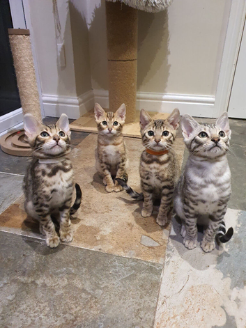 Stunning Pedigree Bengal Kittens